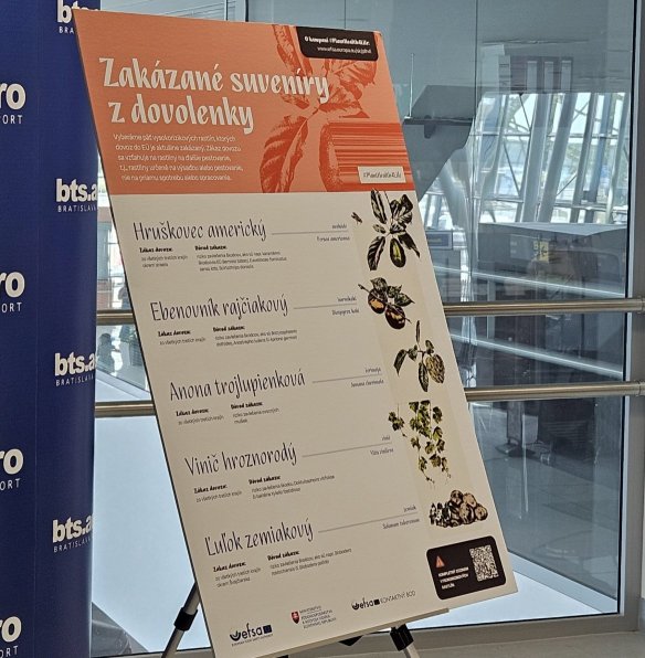 Zakázané suveníry z letnej dovolenky - tieto rastliny si domov neberte