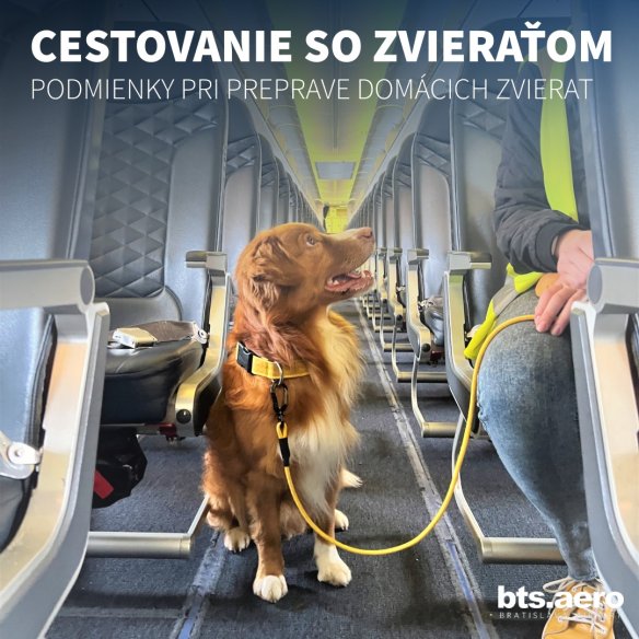 Cestovanie letecky s domácim zvieratkom: Aké podmienky platia?