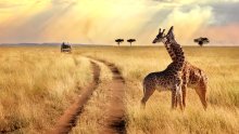 CK Čedok prinesie prvé charterové spojenie z Bratislavy do Kene