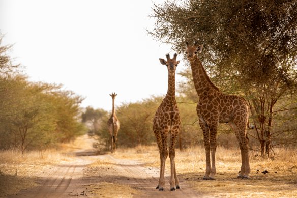 Afrika nahrádza Blízky východ: Z Bratislavy dnes štartuje séria letov do Senegalu