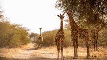 Afrika nahrádza Blízky východ: Z Bratislavy dnes štartuje séria letov do Senegalu